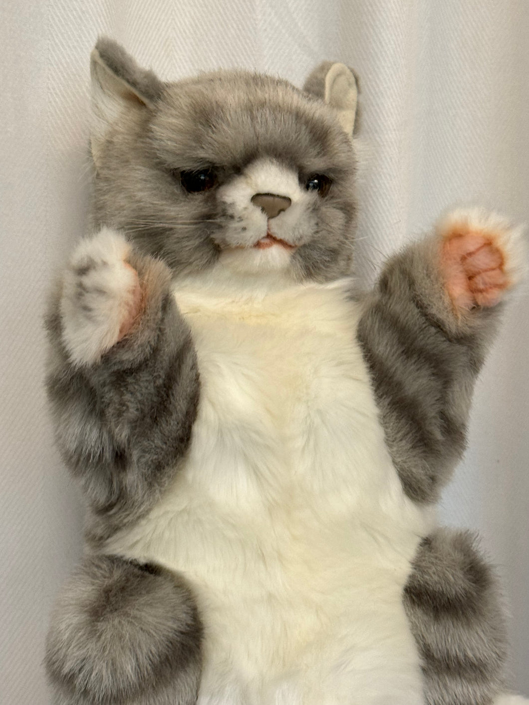 Hansa puppet cat