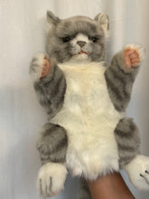 Hansa puppet cat