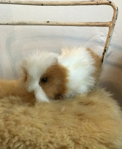 Guinea pig