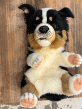 Hansa Kelpie puppy