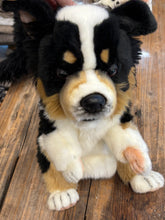 Hansa Kelpie puppy