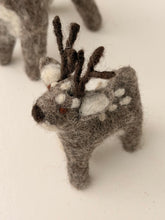 Reindeers grey