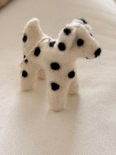 Dog Dalmatian Zack