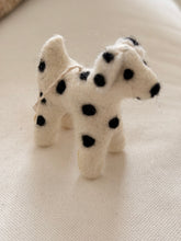 Dog Dalmatian Zack