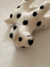 Dog Dalmatian Zack