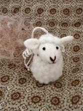 Sheeps Sebastian and Ava
