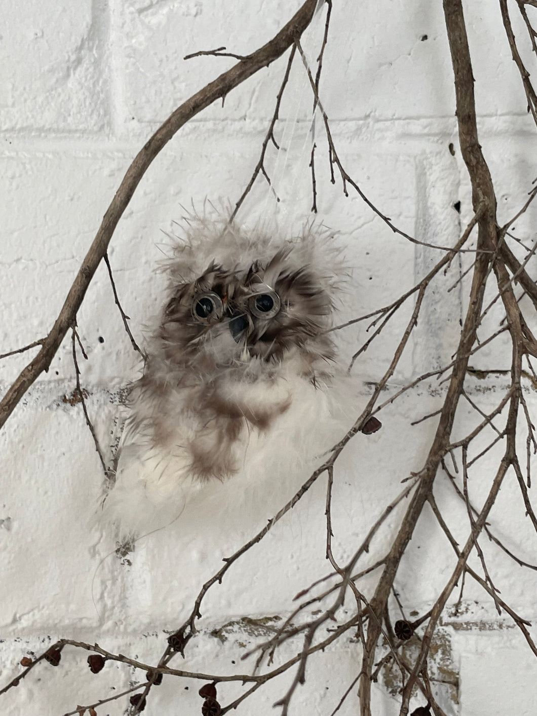 Fluffy hanging owl