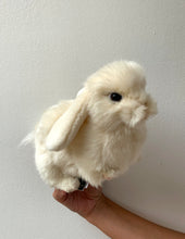 hansa white bunny